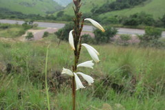 Watsonia watsonioides