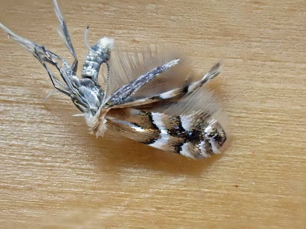Sallow Midget