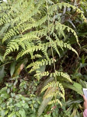 Dennstaedtia scandens