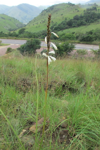 Image of Watsonia watsonioides by (c) James Deacon, some rights reserved (CC BY-SA)