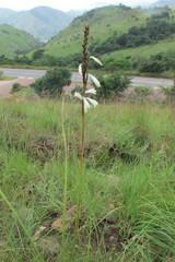 Watsonia watsonioides