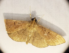Omiodes tristrialis