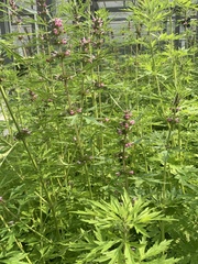 Leonurus quinquelobatus