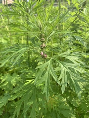 Leonurus quinquelobatus