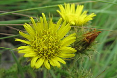 Berkheya echinacea