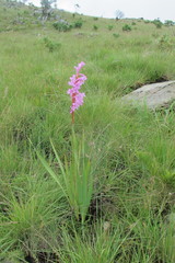 Watsonia pulchra