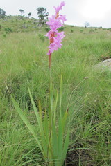 Watsonia pulchra
