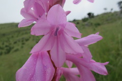 Watsonia pulchra