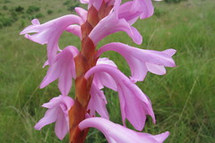 Watsonia pulchra