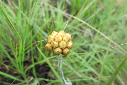 Image of Helichrysum cephaloideum by (c) James Deacon, some rights reserved (CC BY-SA)