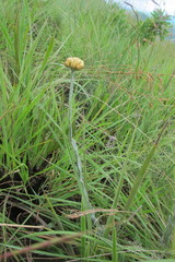Helichrysum cephaloideum