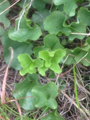 Dichondra occidentalis