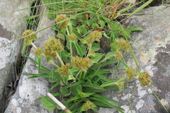 Cyanotis speciosa