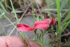Indigofera tristoides