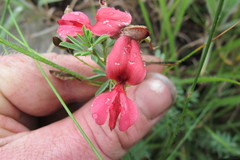 Indigofera tristoides