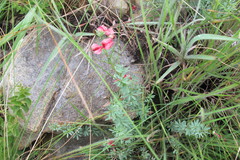 Indigofera tristoides