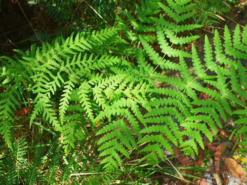 Histiopteris incisa iNat (1)