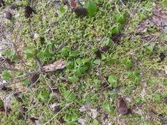 Cornus unalaschkensis