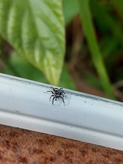 Phintella accentifera