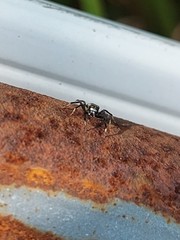 Phintella accentifera