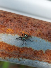 Phintella accentifera