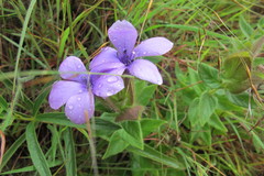 Barleria ovata