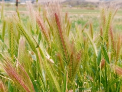 Hordeum murinum