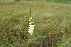 Watsonia watsonioides
