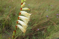 Watsonia watsonioides