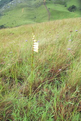 Watsonia watsonioides