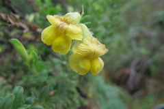 Pearsonia aristata