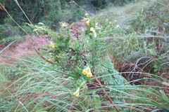 Pearsonia aristata