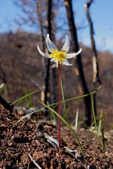 Erythronium helenae