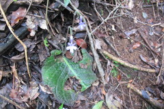 Streptocarpus confusus confusus