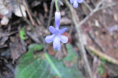 Streptocarpus confusus confusus