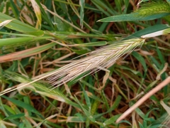 Hordeum murinum