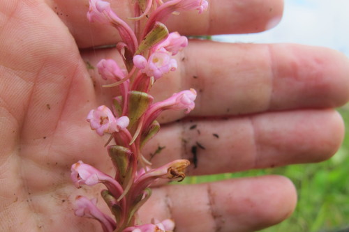 Image of Satyrium neglectum by (c) James Deacon, some rights reserved (CC BY-SA)