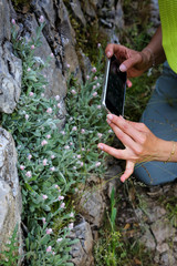 Helichrysum virgineum