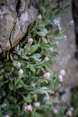 Helichrysum virgineum