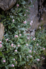Helichrysum virgineum