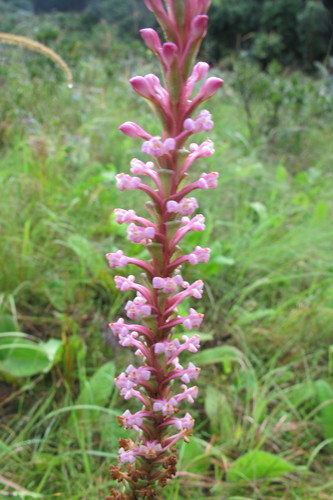 Image of Satyrium neglectum by (c) James Deacon, some rights reserved (CC BY-SA)