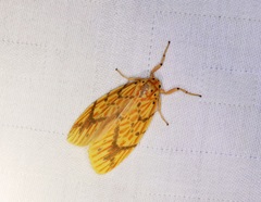 Barsine striata