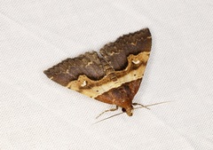 Bertula retracta