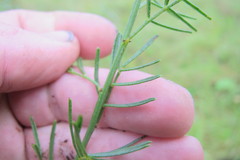 Psoralea platyphylla