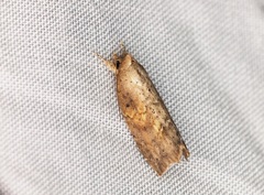 Camptozada mirabilis