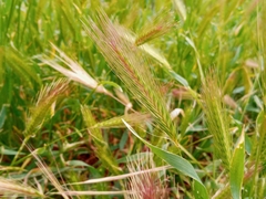 Hordeum murinum