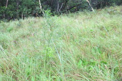 Psoralea platyphylla