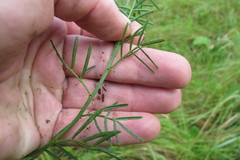 Psoralea platyphylla
