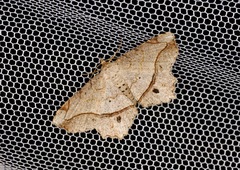 Chiasmia monticolaria