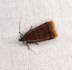 Dichomeris sandycitis